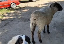 Livestock guardian dogs keep ranches safe in Anza