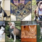 Pets of the Week