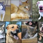 Pets of the Week
