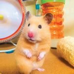 Interesting facts about nocturnal pets