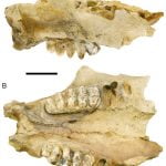New research extends range of Pacific mastodon into eastern Montana