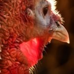 Enjoy photographer Jesse Hernandez’s birds