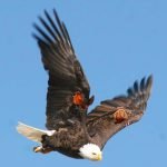 Injured bald eagle released back into the wild