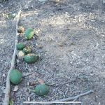 Winds cause anxiety for De Luz avocado grower