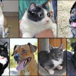 Pets of the Week