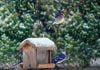 Identify winter birds in backyards