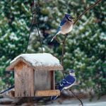 Identify winter birds in backyards