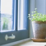 Take in the many benefits of houseplants