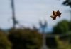 Fallen leaf catches autumn breeze