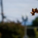 Fallen leaf catches autumn breeze