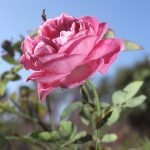 Rose Care FUNdamentals for December 2020