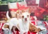 Best Friends Animal Society offers 9 tips to keep your pets safe during holiday season