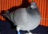 Racing pigeon to fly home to Michigan