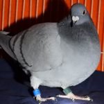 Racing pigeon to fly home to Michigan