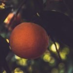Citrus tree-killing bacteria found in Fallbrook on insects marks first discovery in San Diego County
