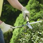 Rose Care FUNdamentals for January 2021