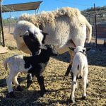 2021 lambs arrive in the Anza Valley