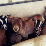 Anza residents make fresh cheese and yogurt