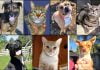 Pets of the Week