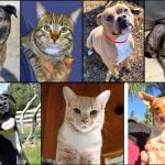 Pets of the Week