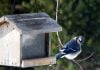 Manage a backyard bird habitat