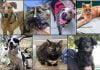 Pets of the Week