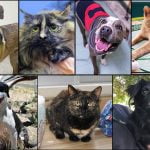 Pets of the Week