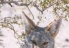 Coyote mating season increases threats to pets and livestock