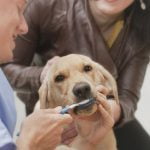 Brush up on pet dental health