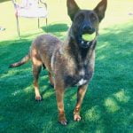 Dog license late fees waived for another two weeks, authorities say