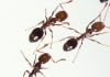 Pest expert warns SoCal residents to watch out for fire ants