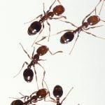 Pest expert warns SoCal residents to watch out for fire ants