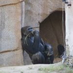 Gorillas at Safari Park test positive for virus that causes COVID-19