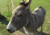 Motorists in MoVal urged not to feed wild burros wandering near roads