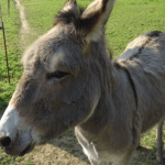 Motorists in MoVal urged not to feed wild burros wandering near roads