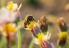 UC Riverside leads network focused on honeybee health