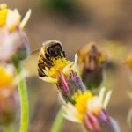 UC Riverside leads network focused on honeybee health