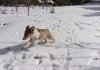 Anza pets play in the snow, following recent storm