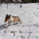 Anza pets play in the snow, following recent storm