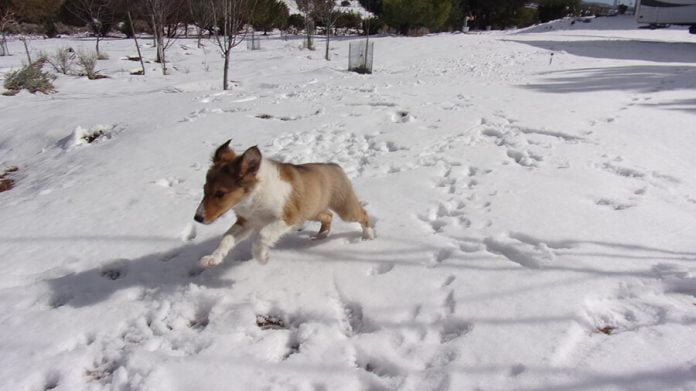 02-05-21-ANZA-Anza pets in snow-Cphoto-2