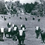 Bees and beasts in Temecula Valley, circa 1910-1945