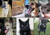 Pets of the Week