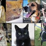 Pets of the Week