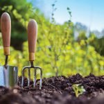 Simple ways to reduce risk of disease in your garden