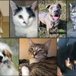 Pets of the Week