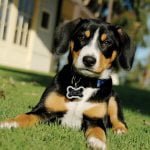 Address backyard pet waste