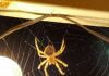 Learn all about the Cat Faced Orb Weaver spider
