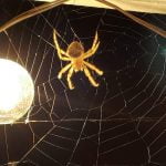 Learn all about the Cat Faced Orb Weaver spider