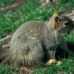 Get rid of pests in the garden