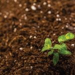 Prepare a garden for spring planting